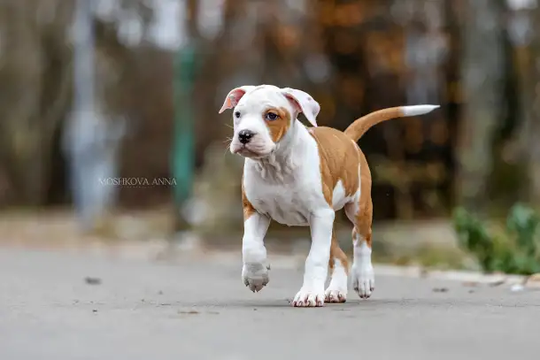 Американский стаффордширский терьер щенки продажа, фотография 2