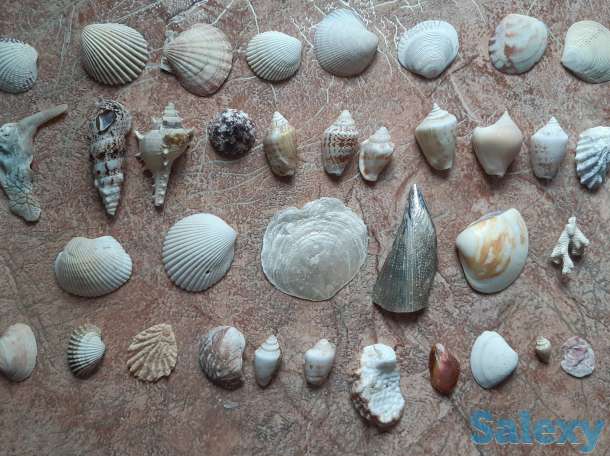 Продам ракушки, фотография 1