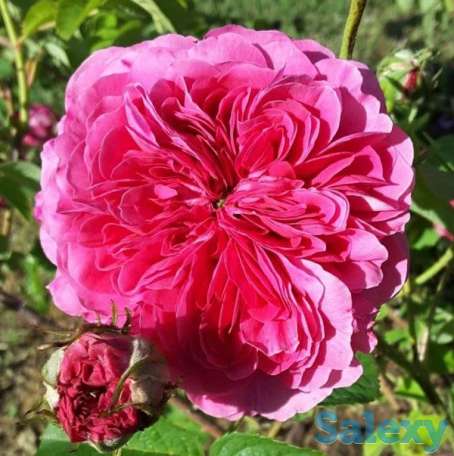 Саженцы масленичных роз Сербия, фотография 5