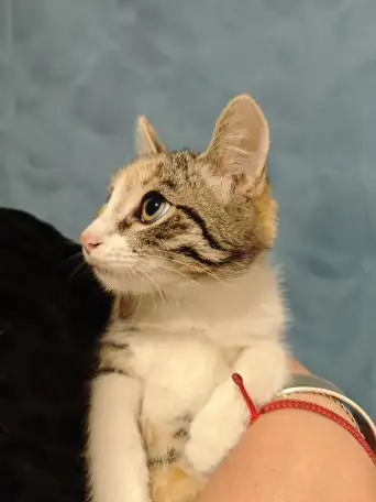 Отдам прекрасных котят в хорошие руки, фотография 3