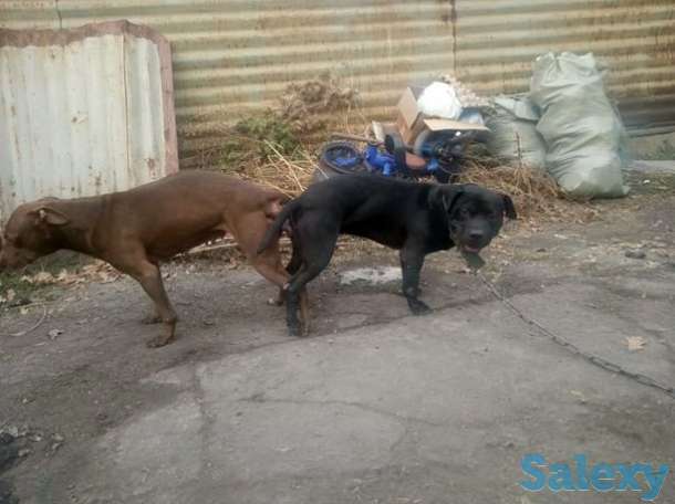 Щенки питбуля РР, фотография 1