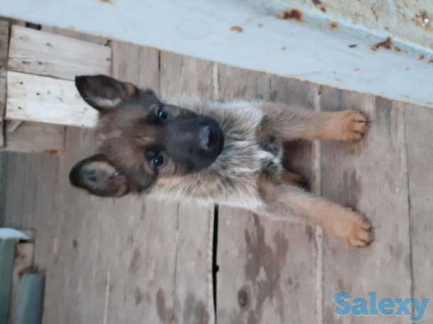 Щенки немецкой овчарки, фотография 3