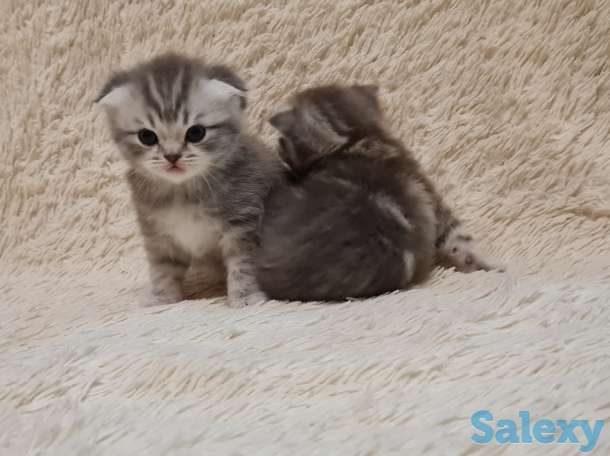 Шотландские  котята, фотография 7