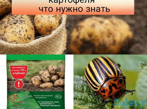 Семена Кокшетау, фотография 8