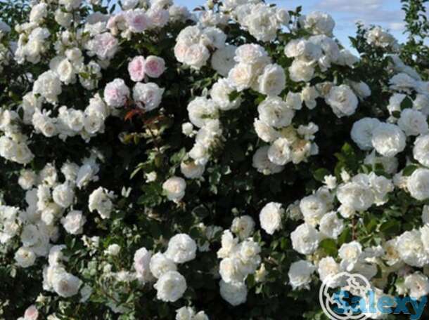 Роза аляска, топалович, фотография 1