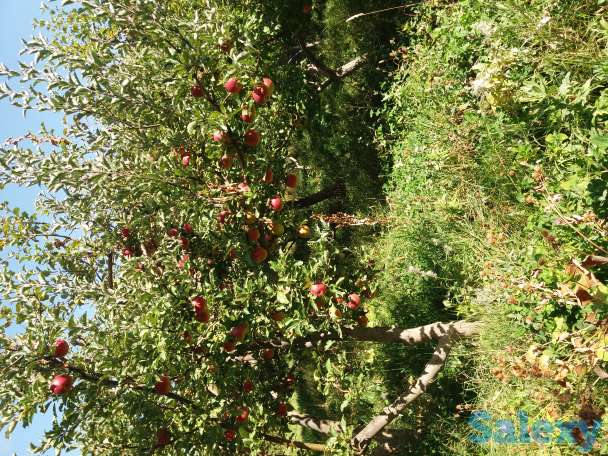 Плодовый сад, КХ, фотография 2