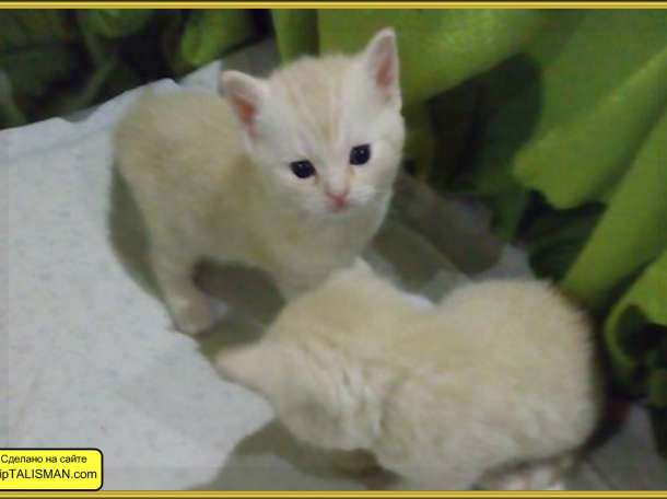 Продаю котят Скоттиш-Страйт, фотография 1