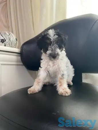 Предлагаются к продаже очаровательные щенки фокстерьера!!, фотография 9