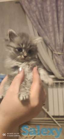 Котята, фотография 4