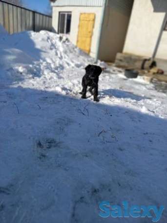 Продам щенка русского спаниеля, фотография 1