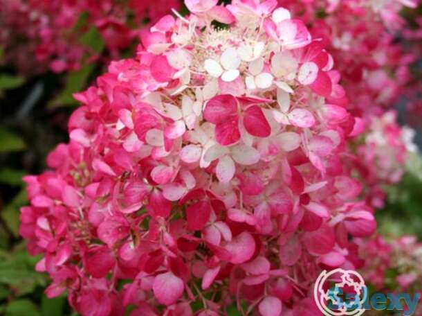 Гортензия даймонд руж, фотография 1