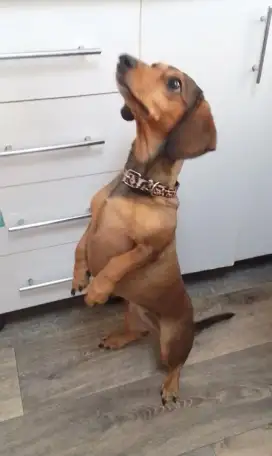 Передержка животных, фотография 4