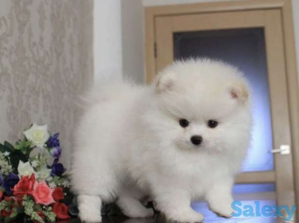 Кукольные мини мальчики и девочки доставка, фотография 1