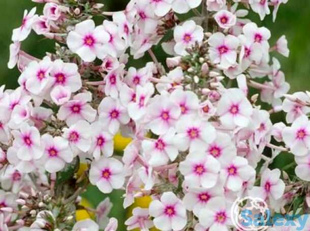 Флокс пирамидальный Дельта, фотография 1