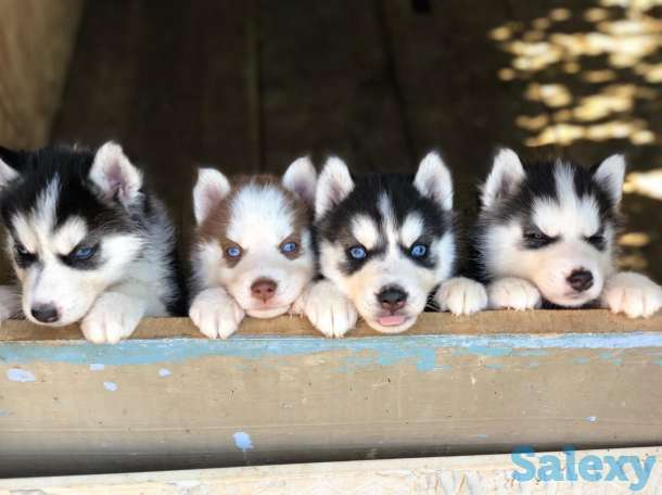 Сибирские Хаски, фотография 3