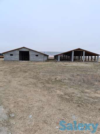 Фазенда (ферма), Капчагай-Курты 25 км, фотография 5