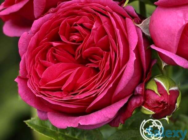 Роза софи луиза чайно-гибридная, тантау, фотография 1