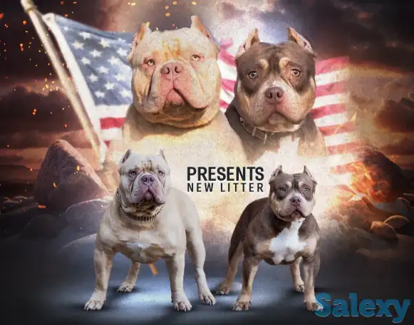 Американский булли, фотография 2