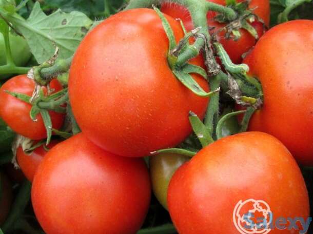 Семена Томат Спиридоновский 20шт, фотография 1