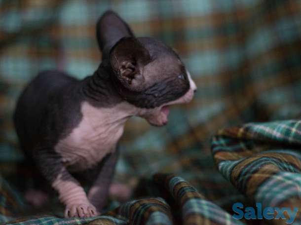 котята на продажу, фотография 4