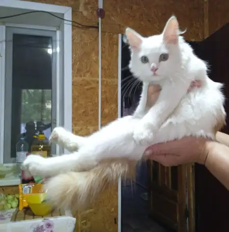 Отдам котенка мальчика в добрые руки, фотография 2