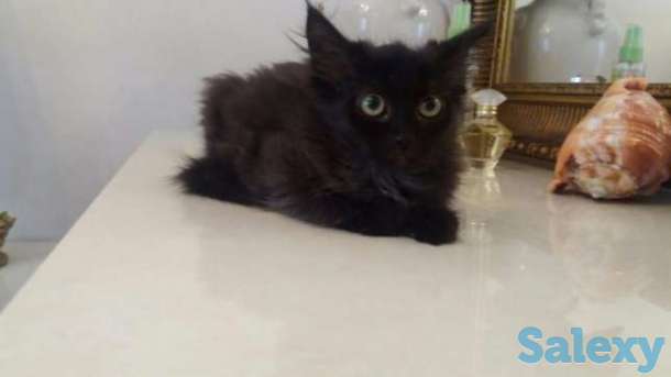 Котенок девочка 2,5 месяца пушистая, фотография 1