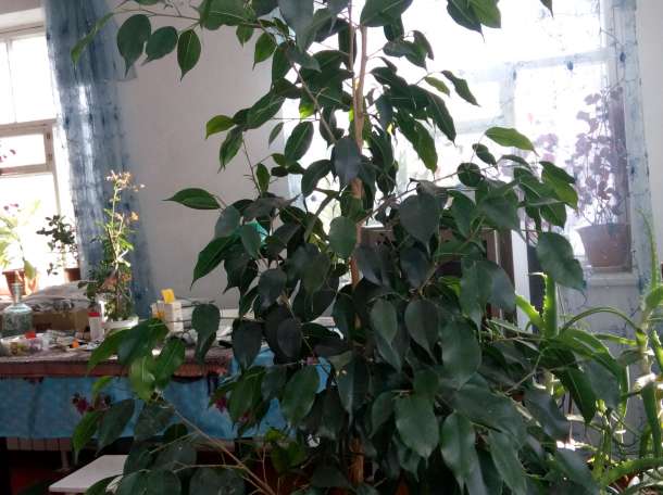 Домашние и офисные цветы, фотография 6