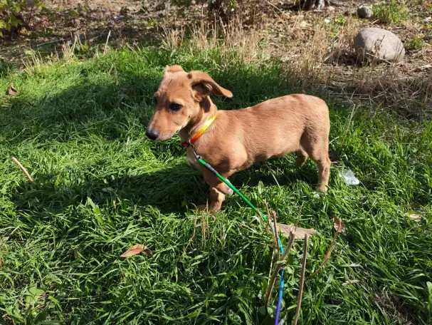 Отдам щенка в хорошие руки, фотография 4