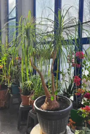 Продам большую Бокарею, фотография 1