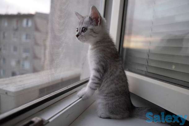 Роллшторы Жалюзи москитные сетки низкая цена высокое качество, фотография 7