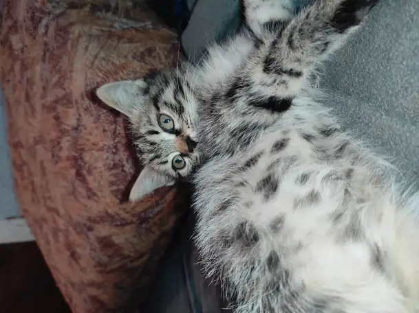 Отдам котят в добрые руки, фотография 2