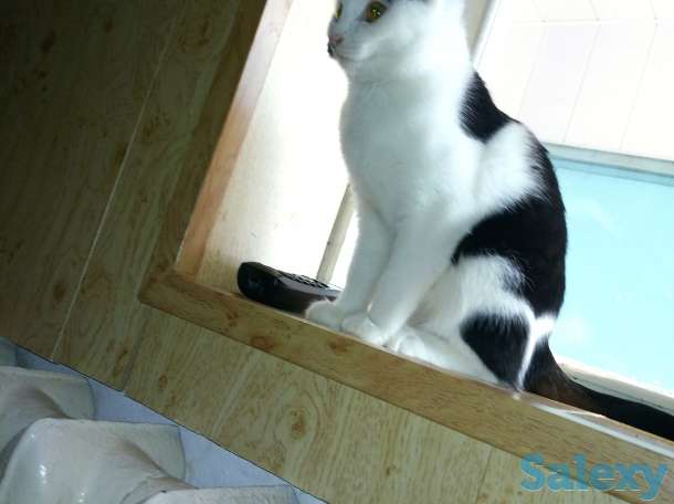 Подарю котят в хорошие ручки), фотография 4