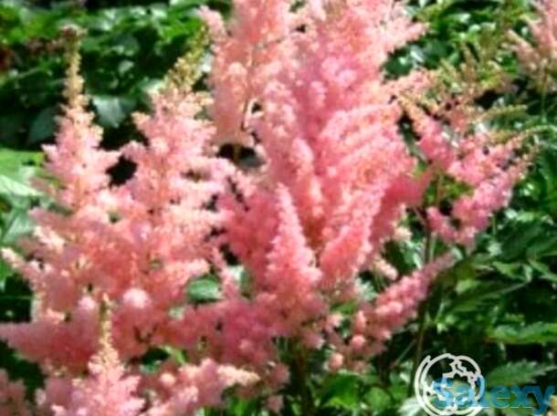 Астильба арендса Элизабет Блум, фотография 1