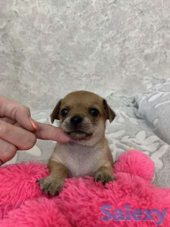 Чистопородные щенки чихуахуа, фотография 7