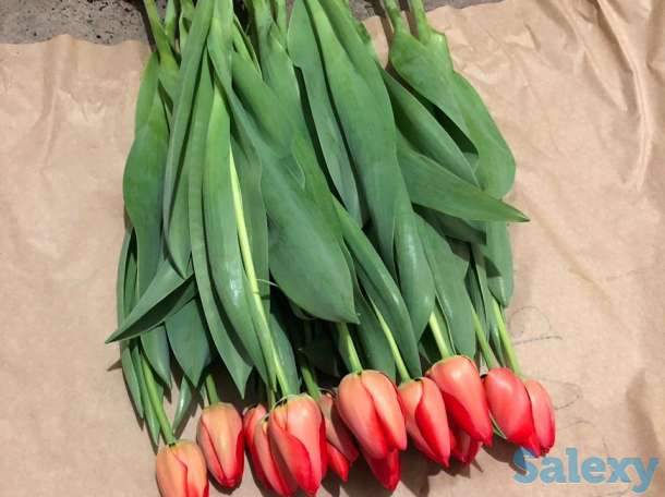 Тюльпаны оптом к 8 марта, фотография 12