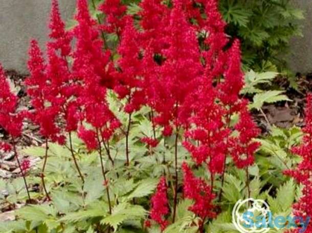 Астильба арендса Фанал, фотография 1