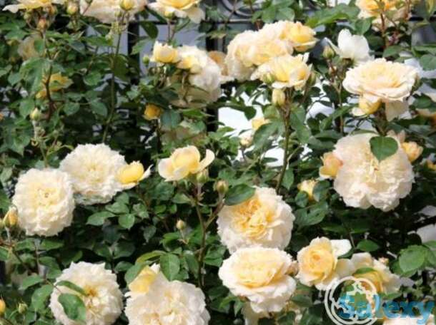 Роза марк-антуан шарпантье, гийо, фотография 1