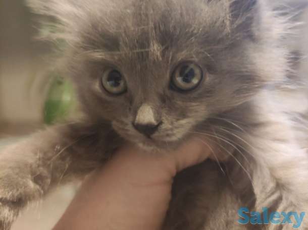 Котята, фотография 9