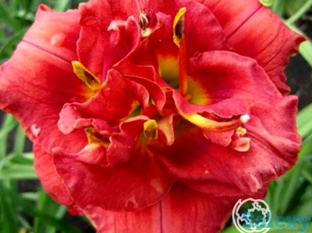 Лилейник роуз корсаж, фотография 1