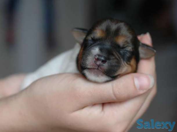 FCI. Щенки с международными документами, фотография 1