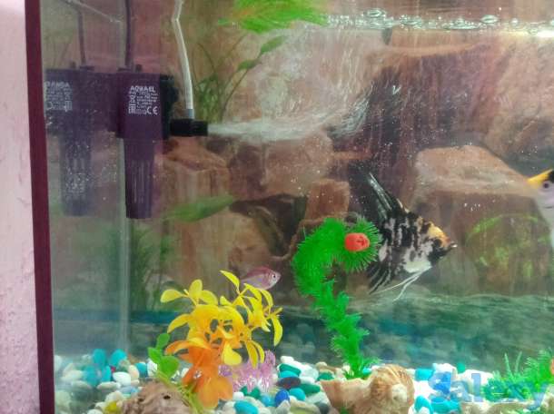 Аквариум с рыбками, фотография 2