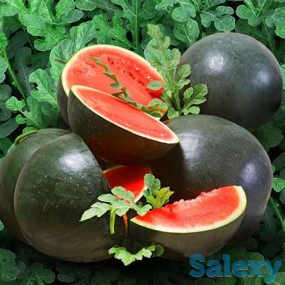 Продам рассаду арбузов, фотография 2