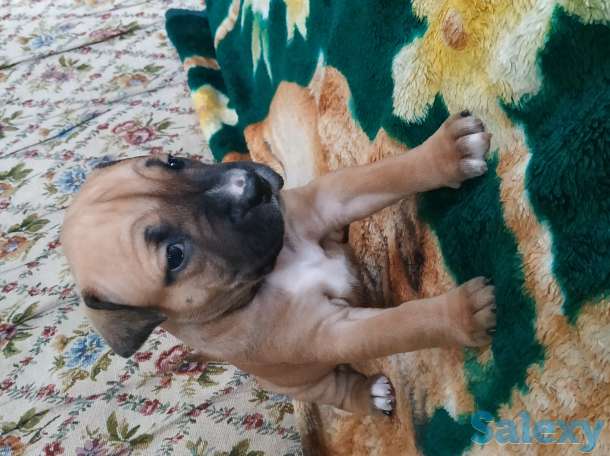 Резерв щенков, фотография 1