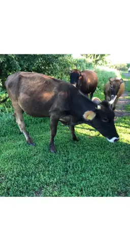 Продам коров, фотография 1