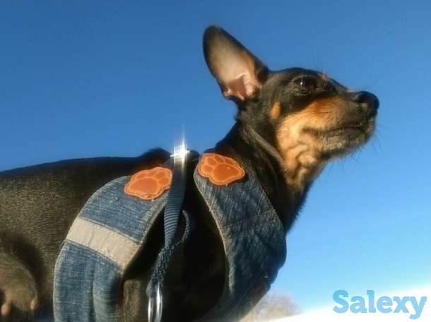 Мини-той терьер, фотография 1