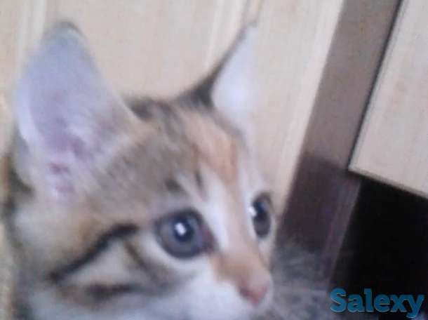 Отдам котят, фотография 4