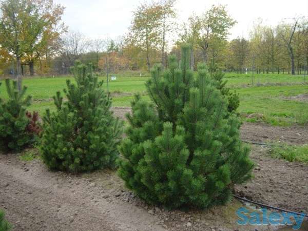 Оптовая продажа саженцев и лиственных деревьев, фотография 4