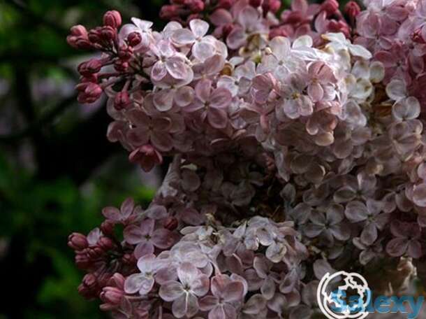 Сирень мулатка, фотография 1