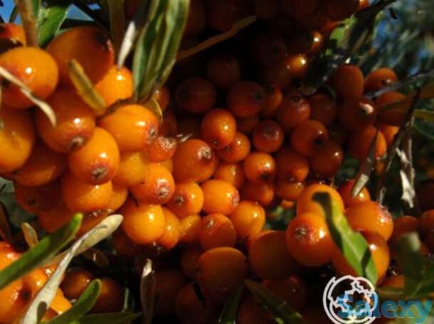 Облепиха Университетская, фотография 1