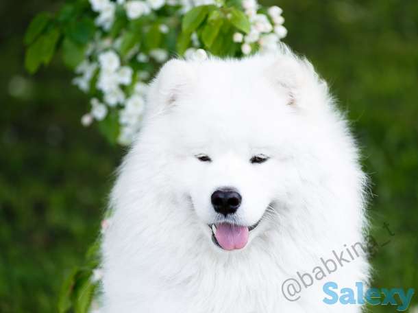 Продам щенков самоеда, фотография 2